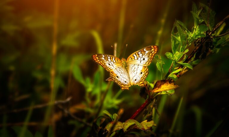 ¿Sabes qué es el efecto mariposa?